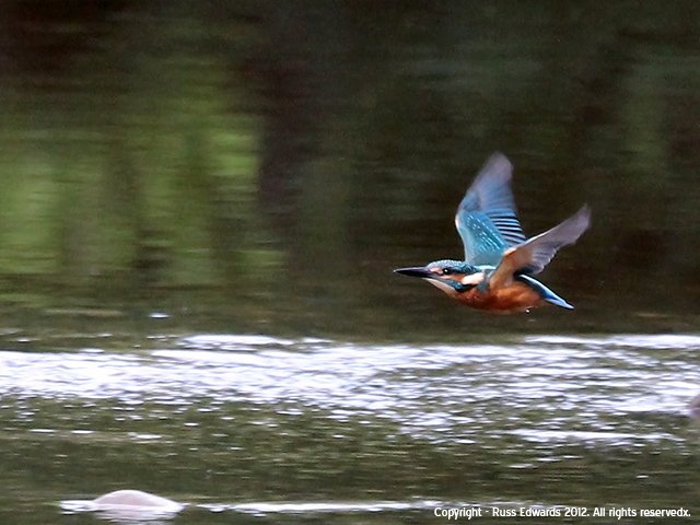 kingfisher